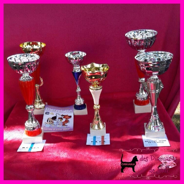 silverchi Catch twenty two - 2ème excellent, classe intermédiaire mâle