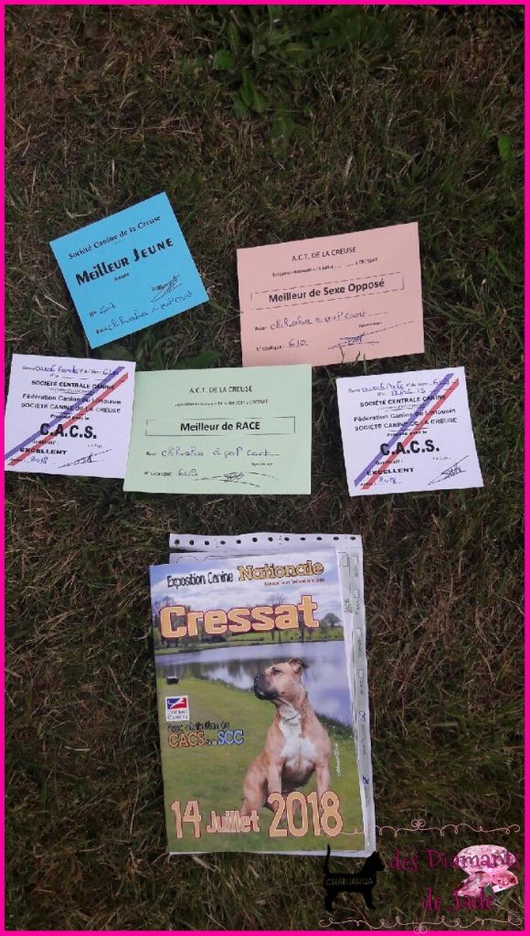 CH. Naransito du domaine san sébastian - Meilleur jeune de la race BOJ