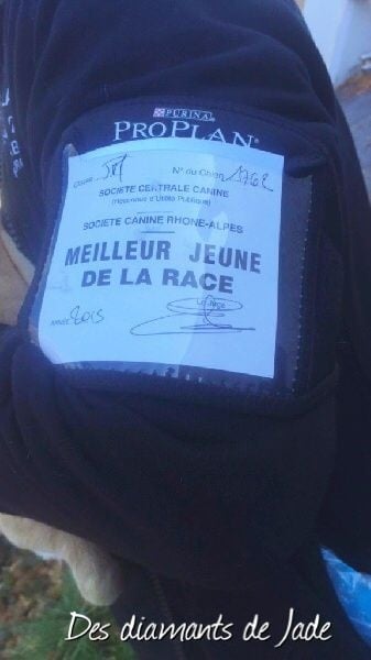 TR. Little iwok (lemon) De L'Eden Des Petits Precieux - MEILLEUR JEUNE DE LA RACE