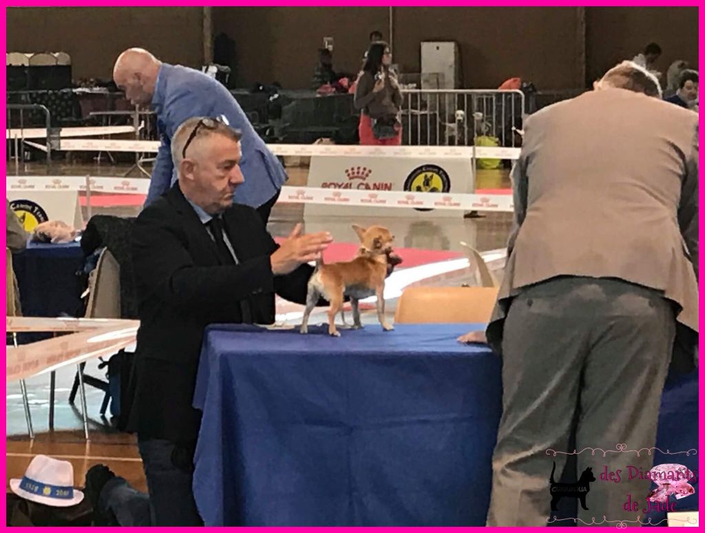 CH. Naransito du domaine san sébastian - 4ème excellent, classe jeune mâle