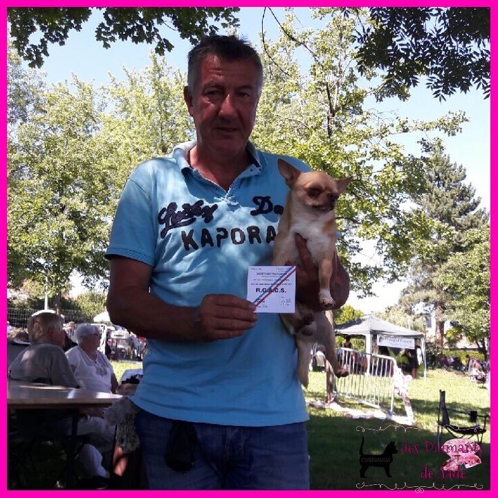 TR. Little iwok (lemon) De L'Eden Des Petits Precieux - 1er excellent RCACS, classe ouverte mâle