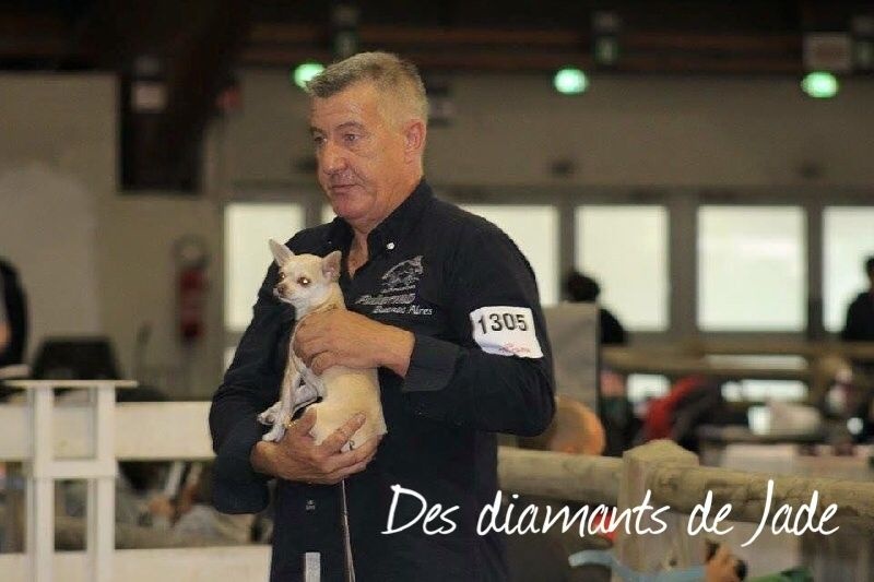 Jeny lee de la coline aux truffes - FEMMELLE CLASSE JEUNE , EXC