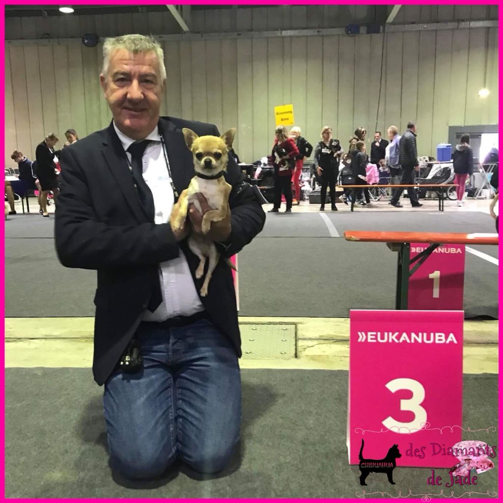 CH. Naransito du domaine san sébastian - 3ème excellent, classe jeune mâle