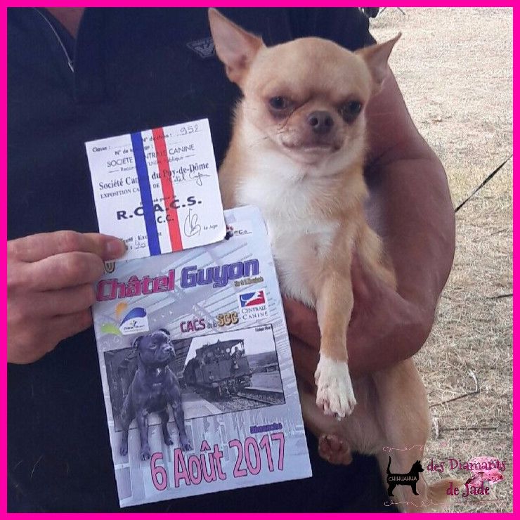 TR. Little iwok (lemon) De L'Eden Des Petits Precieux - 1er excellent RCACS, classe ouverte mâle