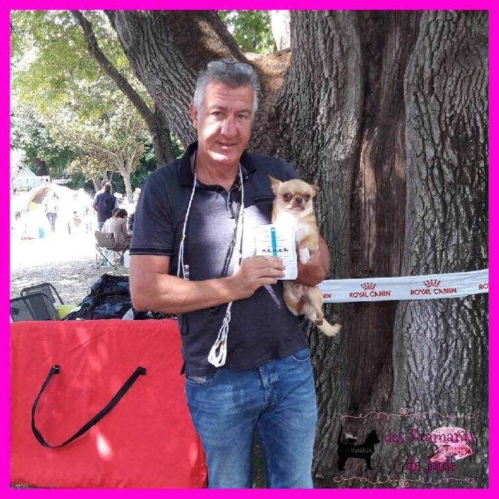 TR. Little iwok (lemon) De L'Eden Des Petits Precieux - 2ème excellent RCACS, classe ouverte mâle