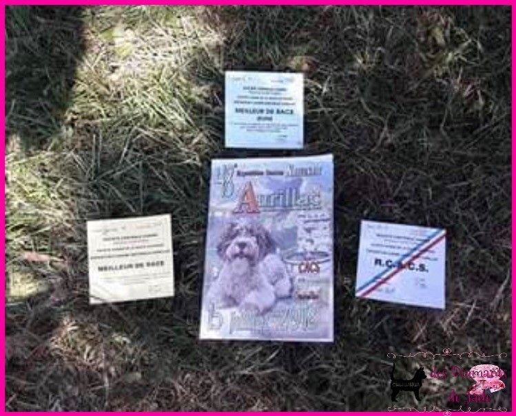 CH. Naransito du domaine san sébastian - Meilleur jeune BOJ et meilleur de race BOB