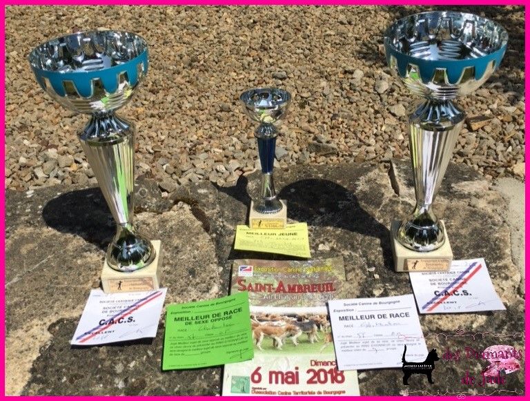 CH. Naransito du domaine san sébastian - Meilleur jeune de la race BOJ