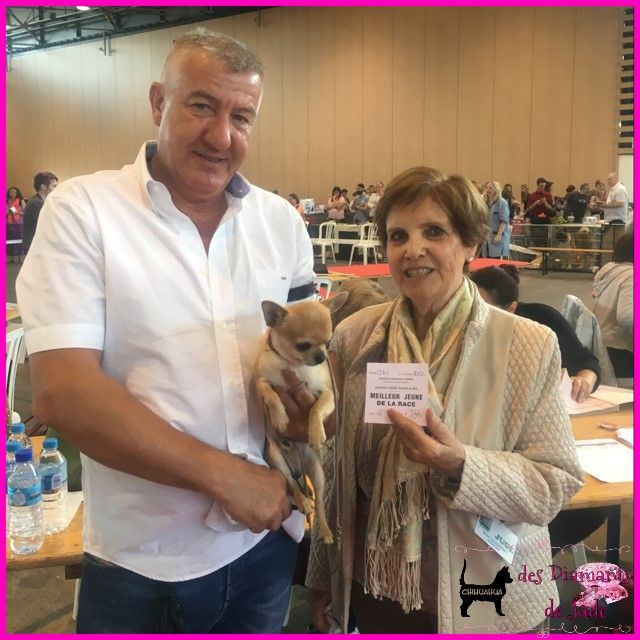 CH. Naransito du domaine san sébastian - Meilleur jeune de la race BOJ