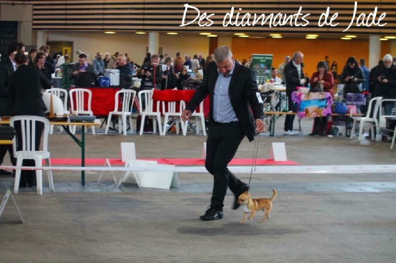 TR. Little iwok (lemon) De L'Eden Des Petits Precieux - 1er excellent, classe jeune mâle