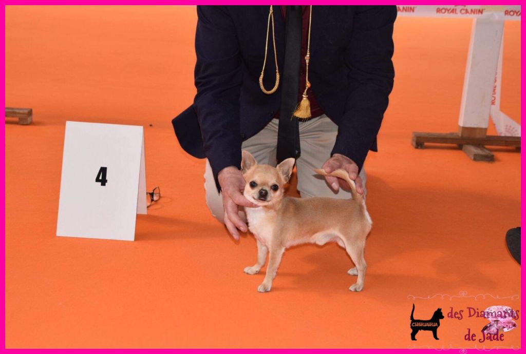 CH. Naransito du domaine san sébastian - 4ème excellent, classe intermédiaire mâle