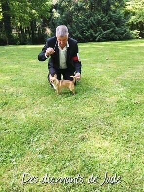 TR. Little iwok (lemon) De L'Eden Des Petits Precieux - 1er excellent classe intermediaire male