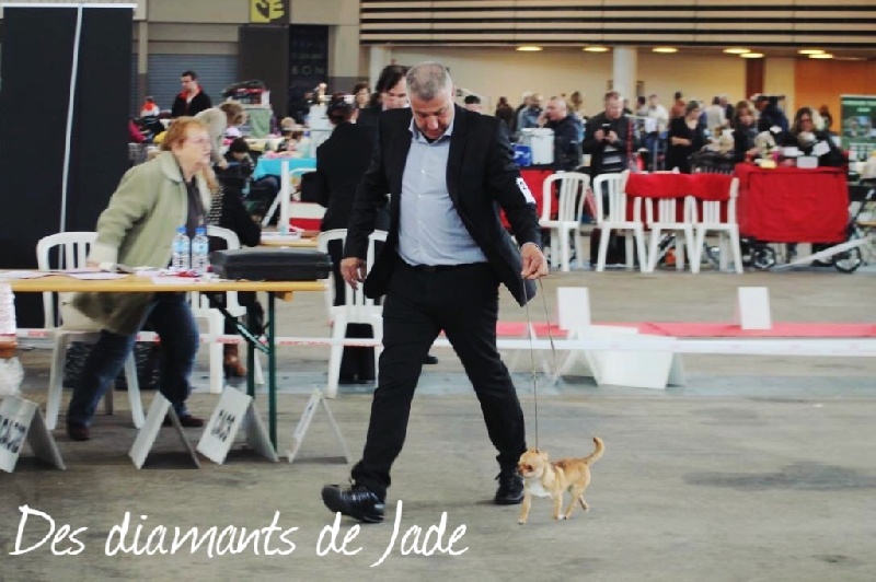 TR. Little iwok (lemon) De L'Eden Des Petits Precieux - 2ème excellent classe jeune mâle