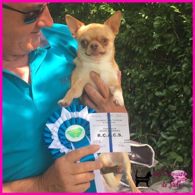 TR. Little iwok (lemon) De L'Eden Des Petits Precieux - 1er excellent RCACS, classe ouverte mâle