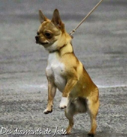 TR. Little iwok (lemon) De L'Eden Des Petits Precieux - MALE PUPPY, SUJET TRES PROMETTEUR