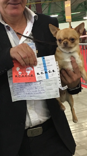 TR. Little iwok (lemon) De L'Eden Des Petits Precieux - Classe ouverte mâle RCACS RCACIB