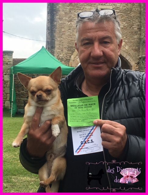 TR. Little iwok (lemon) De L'Eden Des Petits Precieux - CACS, meilleur de sexe opposé, classe ouverte mâle