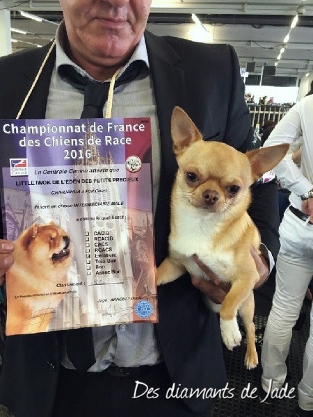 TR. Little iwok (lemon) De L'Eden Des Petits Precieux - excellent , classe intermediaire mâle