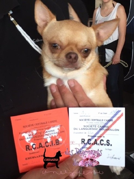 TR. Little iwok (lemon) De L'Eden Des Petits Precieux - RCACIB RCACS, classe intermédiaire mâle