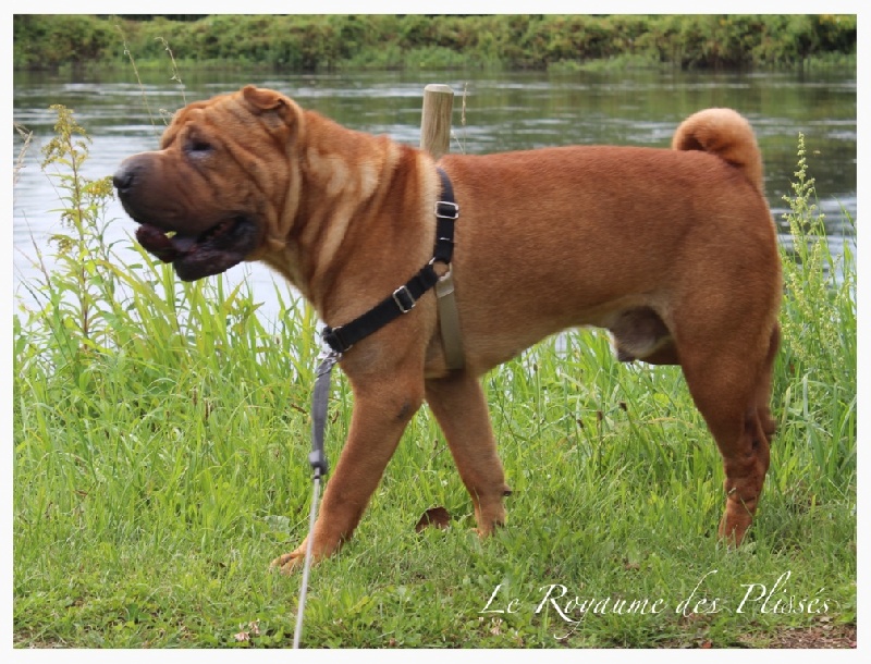 Publication : Du Royaume Des Plissés Auteur : Le Royaume des Plissés