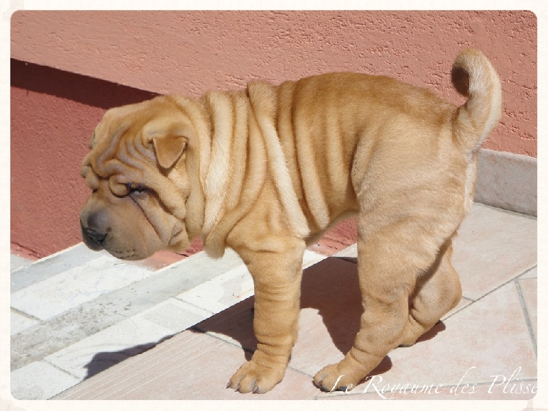 Publication : Du Royaume Des Plissés Auteur : Le Royaume des Plissés