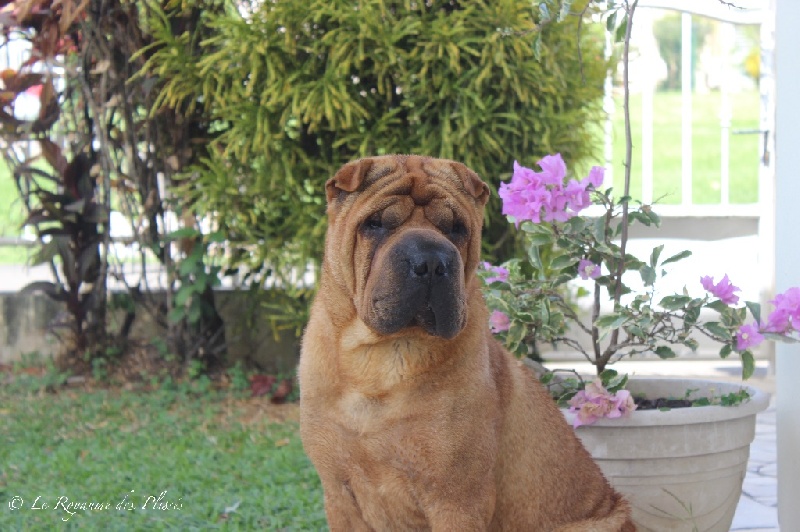 Publication : Du Royaume Des Plissés Auteur : Le Royaume des Plissés