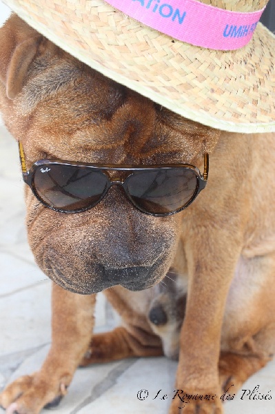 Publication : Du Royaume Des Plissés Auteur : Le Royaume des Plissés