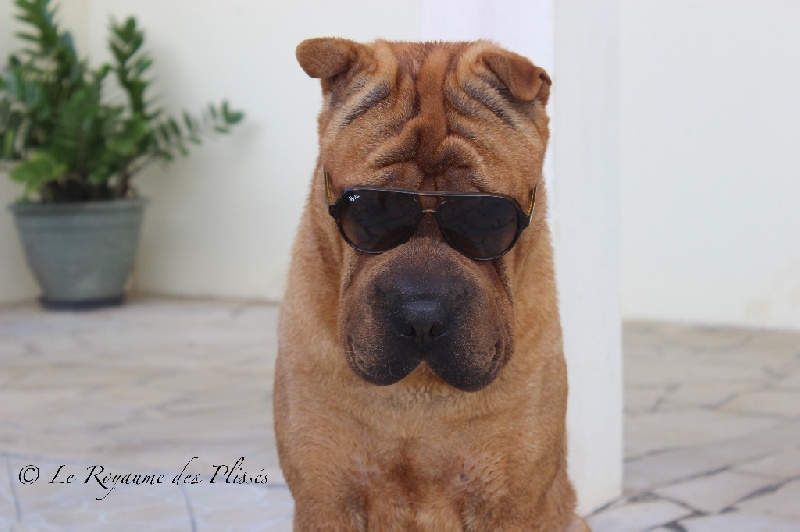 Publication : Du Royaume Des Plissés Auteur : Le Royaume des Plissés