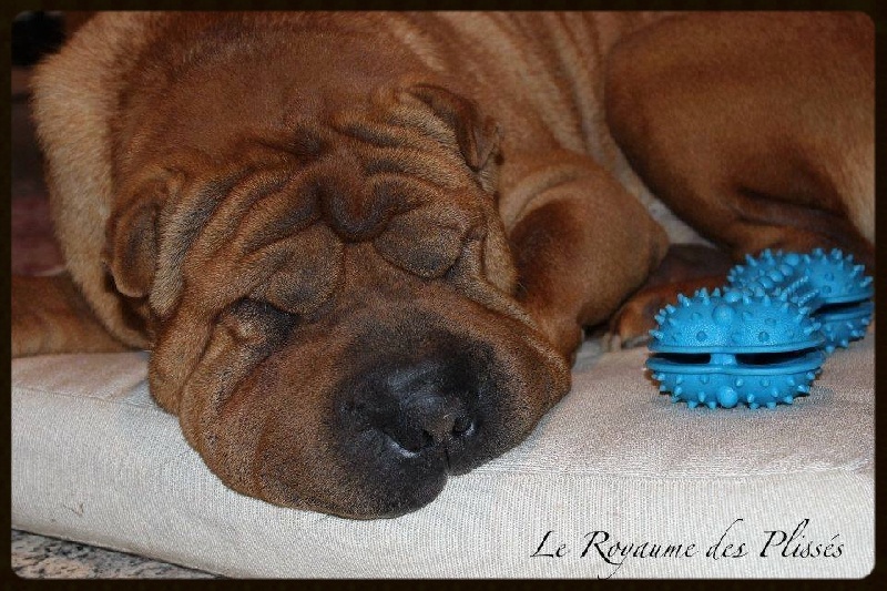 Publication : Du Royaume Des Plissés Auteur : Le Royaume des Plissés