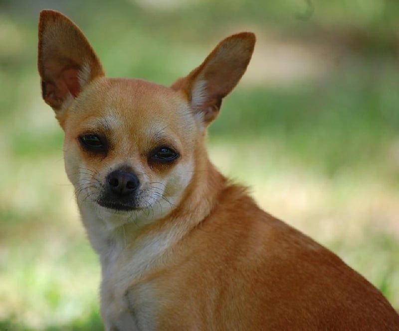 Publication : De La Duchesse De Normandie