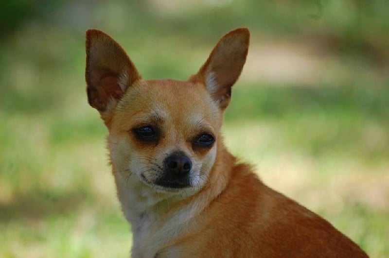 Publication : De La Duchesse De Normandie