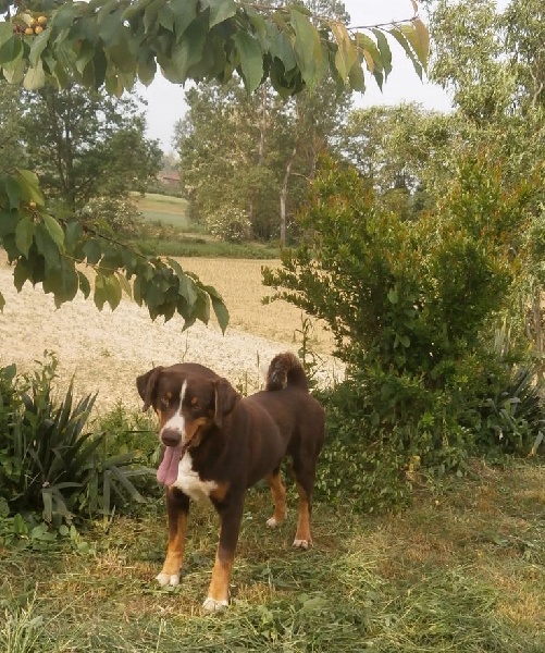 CH. ca' del corsi Toto'