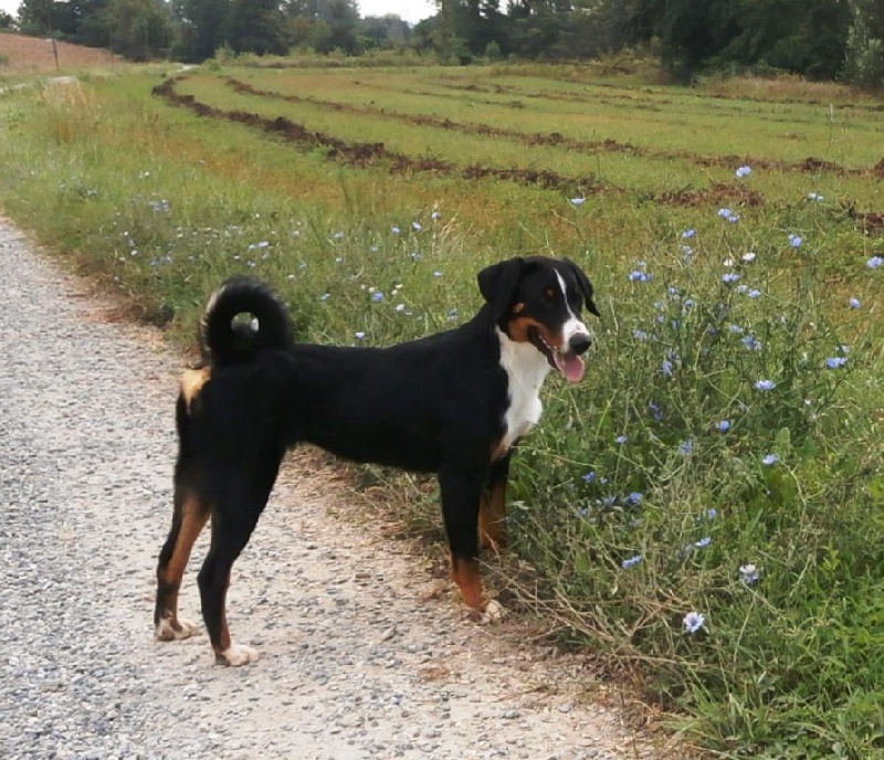 Publication : ca' del corsi