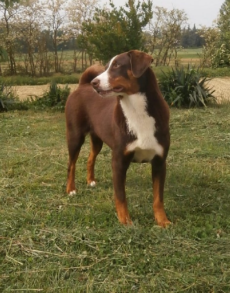 Publication : ca' del corsi