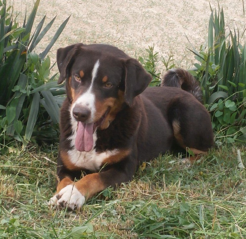 CH. ca' del corsi Toto'