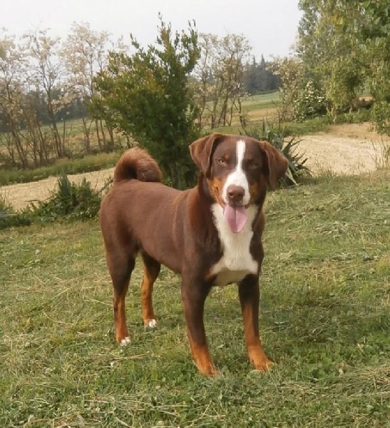 Publication : ca' del corsi