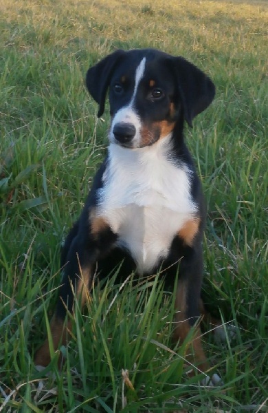 Publication : ca' del corsi