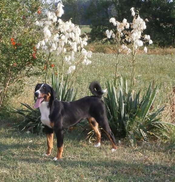 Publication : ca' del corsi