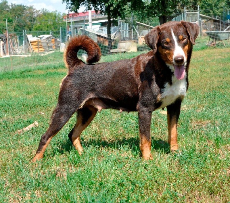 Publication : ca' del corsi Auteur : Ca' del corsi