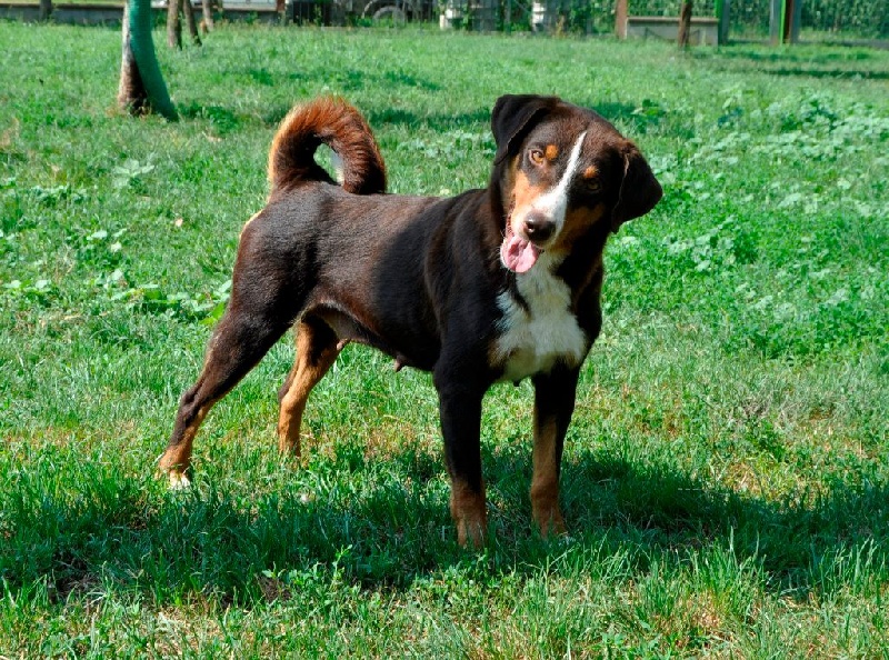 Publication : ca' del corsi Auteur : Ca' del corsi