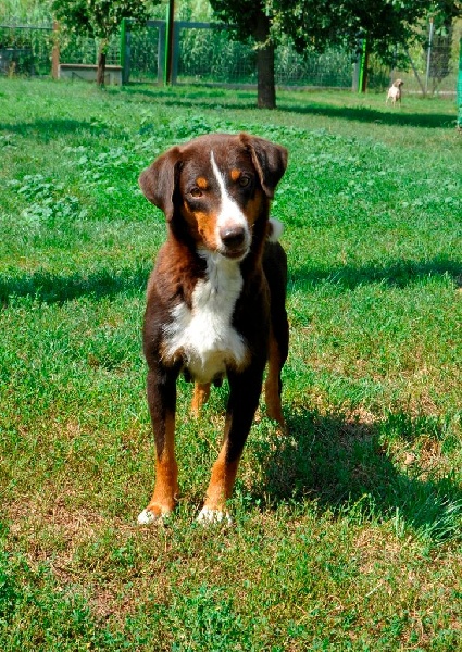 Publication : ca' del corsi Auteur : Ca' del corsi