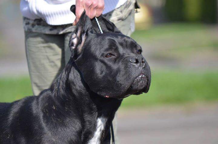 Kia des pres de couriere