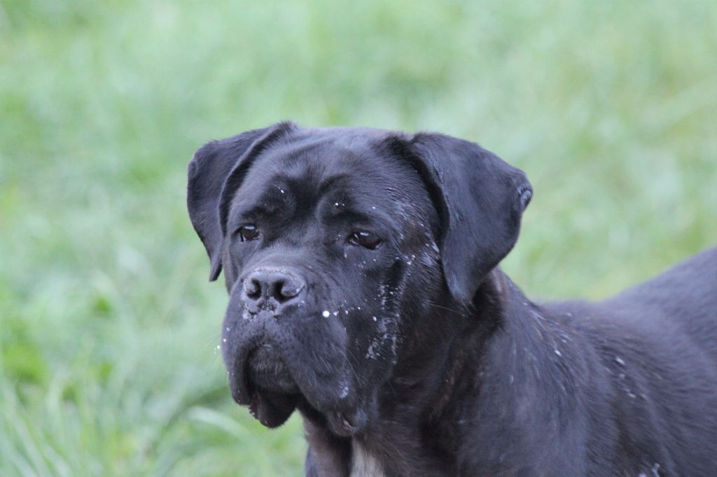 Kia des pres de couriere