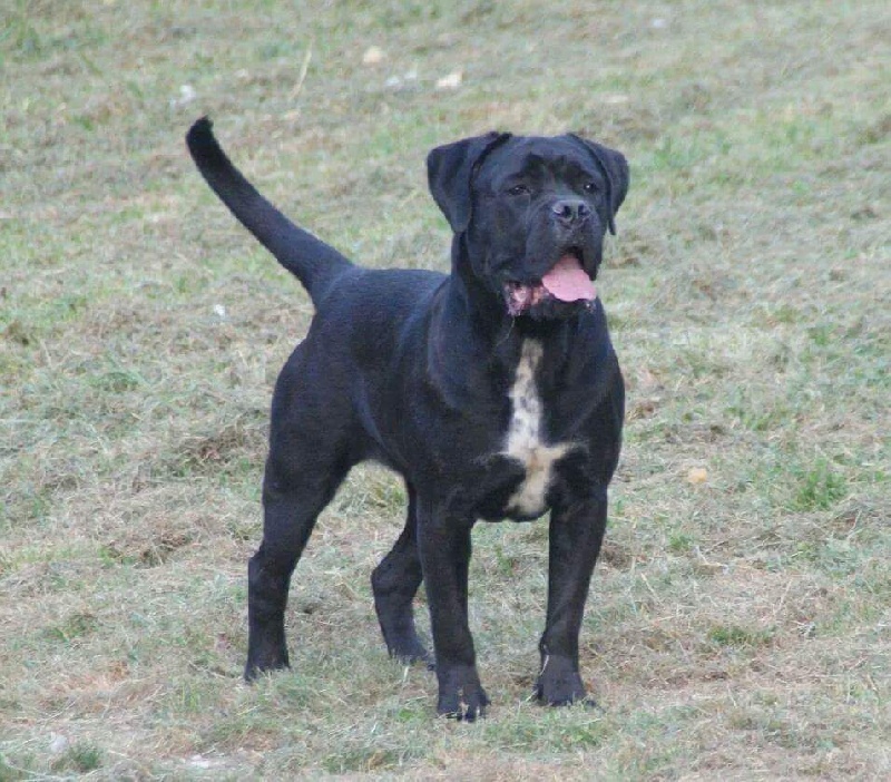 Kia des pres de couriere