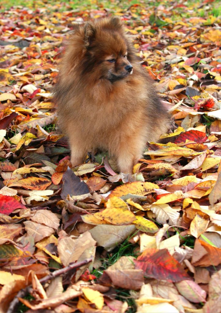 CH. Warlock danube dwarf