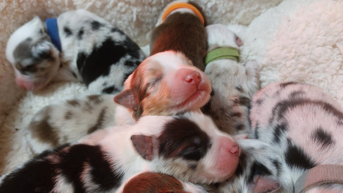 Berger Australien - des Ruchers de la Brie