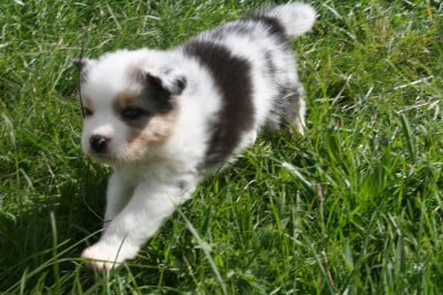 Les chiots de Berger Australien