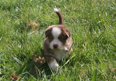 Les chiots de Berger Australien