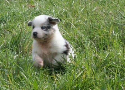 Les chiots de Berger Australien
