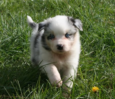 Les chiots de Berger Australien