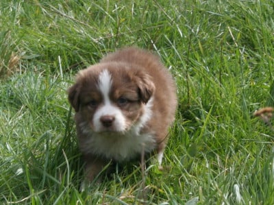 Les chiots de Berger Australien